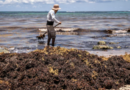 De Paria a Falcón: coletazo de marea de sargazo en Caribe amenaza pesca y biodiversidad