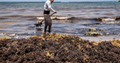 De Paria a Falcón: coletazo de marea de sargazo en Caribe amenaza pesca y biodiversidad