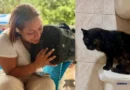 Más de 600 mascotas fueron rescatadas entre los escombros tras los terremotos en Venezuela