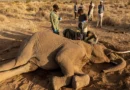 ¿Veneno o enfermedad? Una polémica envuelve la misteriosa muerte de 18 elefantes en Kenia