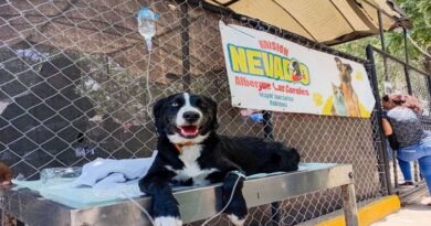 Mascotas víctimas de los sismos en Venezuela esperan por un hogar