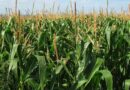 Productores de maíz aseguran que más de 80.000 hectáreas están en riesgo por sequía