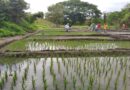 Productores alertan falta de acuerdo para el precio del arroz de cara a la cosecha