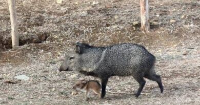 Báquiro suelto atacó a una niña en Mirimire