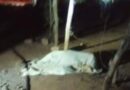 Hombre es asesinado a tiros en el sector El Yabo del municipio Colina
