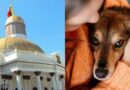 Protectores y activistas marcharán para exigir sanciones severas contra el maltrato animal