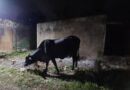 Animales de corral andan sueltos de noche dañando patios en Tucacas