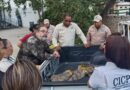 Un ejemplar de caimán de la costa localizado en Morrocoy fue devuelto a su hábitat