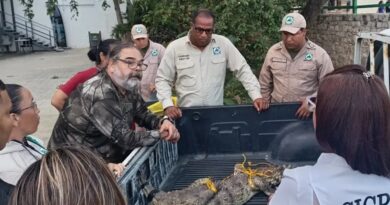 Un ejemplar de caimán de la costa localizado en Morrocoy fue devuelto a su hábitat