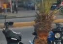 Denuncian destrucción de palmeras sembradas en Av. Libertador de Tucacas