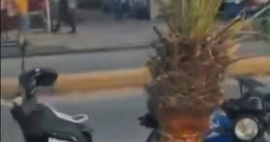 Denuncian destrucción de palmeras sembradas en Av. Libertador de Tucacas